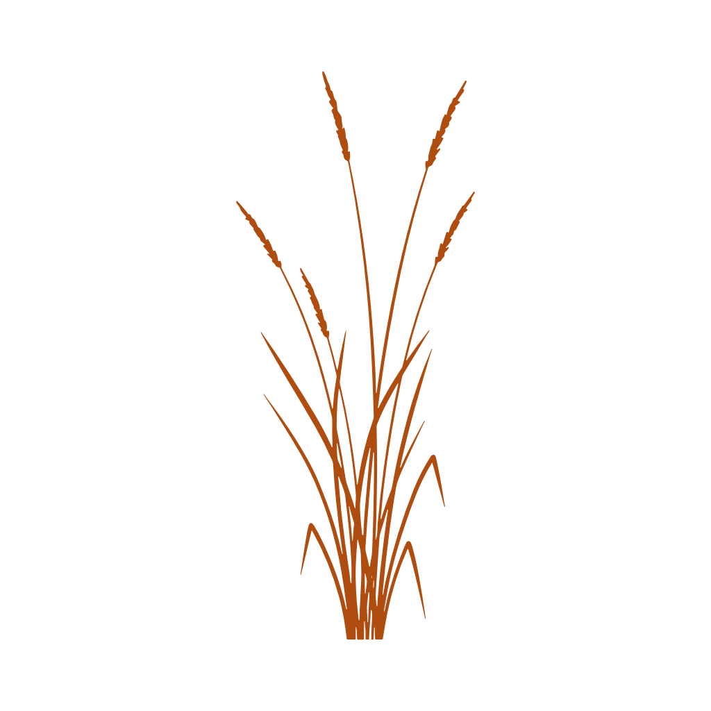 Broom Bloom – sušené trávy